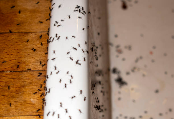 Best Flea Control Services  in White Oak, MD